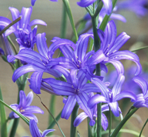 Ixiolirion - Ixiolirion tataricum