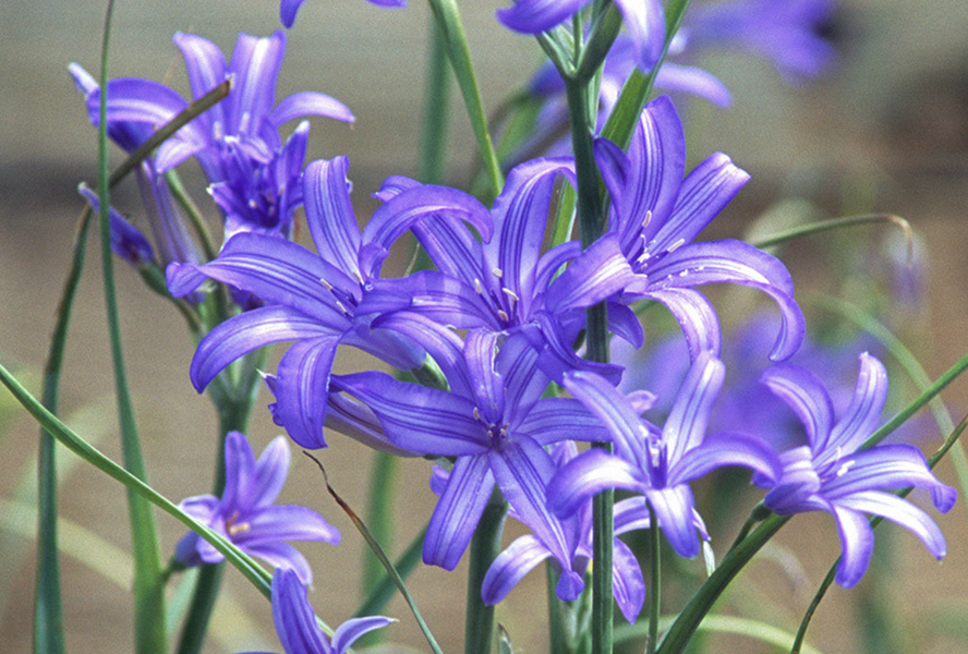 Ixiolirion - Ixiolirion tataricum