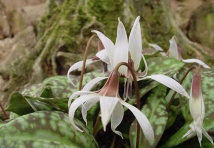 Kandík psí zub 'Snowflakes' - Erythronium Dens-Canis 'Snowflake'