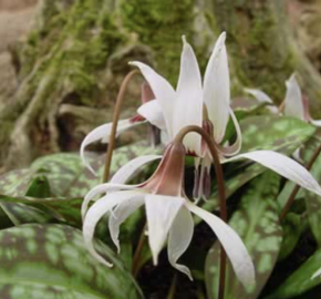 Kandík psí zub 'Snowflakes' - Erythronium Dens-Canis 'Snowflake'