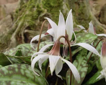 Kandík psí zub 'Snowflakes'