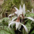 Erythronium Dens-Canis 'Snowflake'.png
