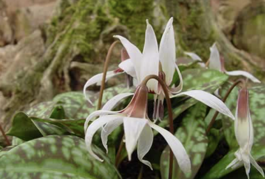 Kandík psí zub 'Snowflakes' - Erythronium Dens-Canis 'Snowflake'