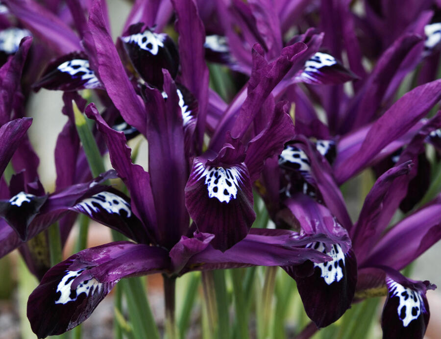 Kosatec síťkovaný 'Pauline' - Iris reticulata 'Pauline'