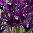 Kosatec síťkovaný 'Pauline' - Iris reticulata 'Pauline'