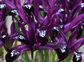 Kosatec síťkovaný 'Pauline' - Iris reticulata 'Pauline'