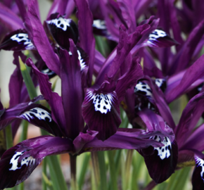 Kosatec síťkovaný 'Pauline' - Iris reticulata 'Pauline'