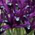 Iris reticulata 'Pauline'.png