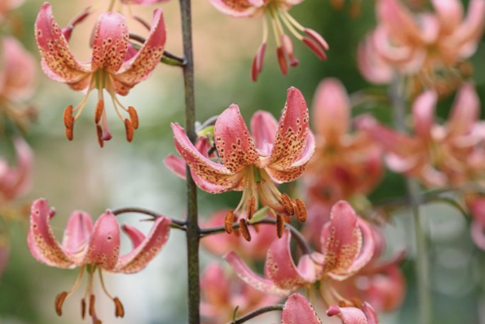 Lilie zlatohlavá 'Manitoba Morning' - Lilium martagon 'Manitoba Morning'