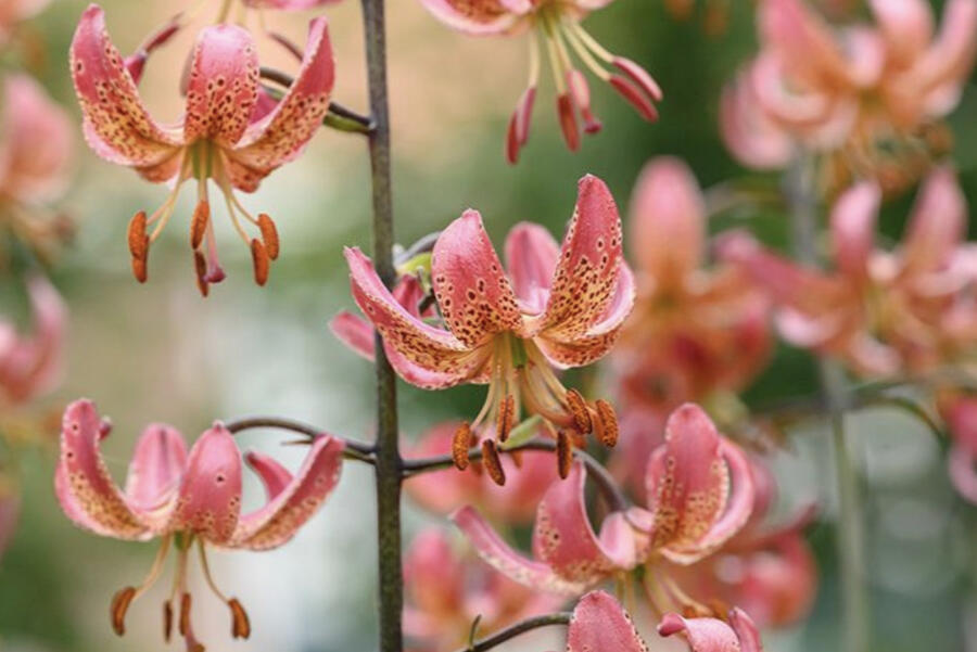 Lilie zlatohlavá 'Manitoba Morning' - Lilium martagon 'Manitoba Morning'