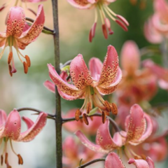 Lilie zlatohlavá 'Manitoba Morning' - Lilium martagon 'Manitoba Morning'