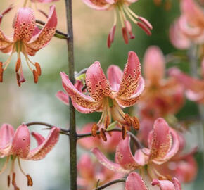 Lilie zlatohlavá 'Manitoba Morning'