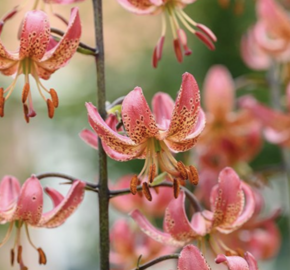 Lilie zlatohlavá 'Manitoba Morning' - Lilium martagon 'Manitoba Morning'