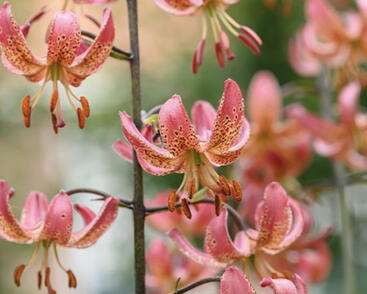 Lilie zlatohlavá 'Manitoba Morning'