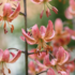 Lilium martagon 'Manitoba Morning'.png