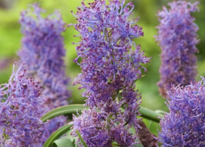 Modřenec chocholatý 'Plumosum' - Muscari comosum 'Plumosum'