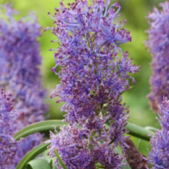 Modřenec chocholatý 'Plumosum' - Muscari comosum 'Plumosum'