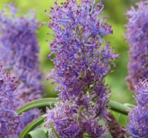 Modřenec chocholatý 'Plumosum' - Muscari comosum 'Plumosum'