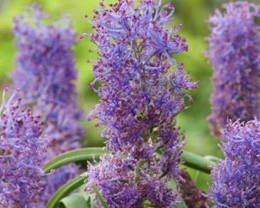 Modřenec chocholatý 'Plumosum'