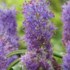 Muscari comosum 'Plumosum'.png