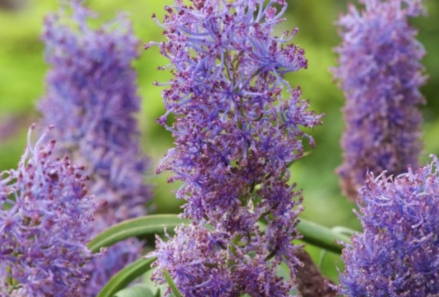Modřenec chocholatý 'Plumosum' - Muscari comosum 'Plumosum'