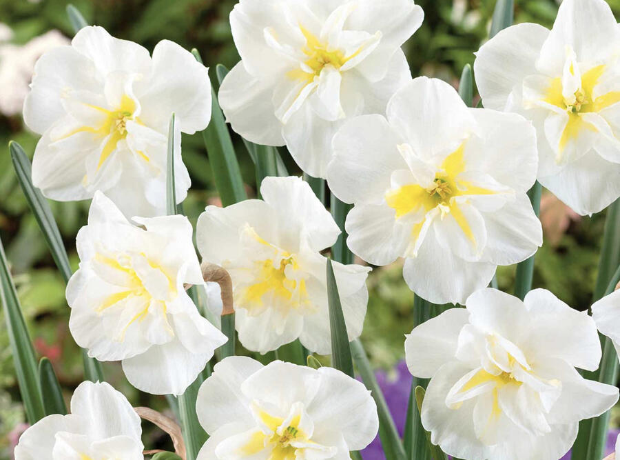 Narcis 'Lemon Beauty' - Narcissus 'Lemon Beauty'
