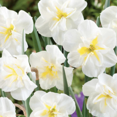 Narcis 'Lemon Beauty' - Narcissus 'Lemon Beauty'