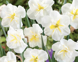 Narcis 'Lemon Beauty'