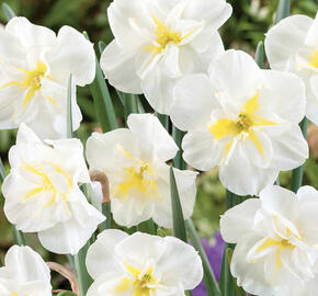 Narcis 'Lemon Beauty'