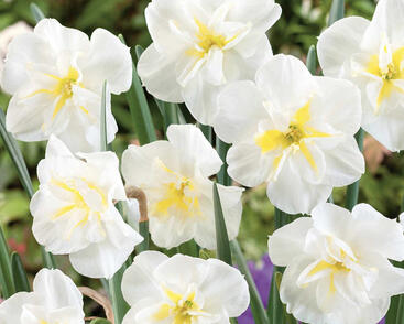 Narcis 'Lemon Beauty'