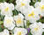 Narcis 'Lemon Beauty'