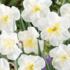 Narcissus 'Lemon Beauty'.png