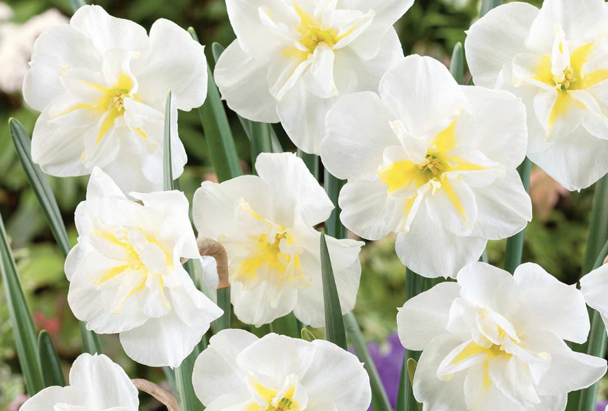 Narcis 'Lemon Beauty' - Narcissus 'Lemon Beauty'