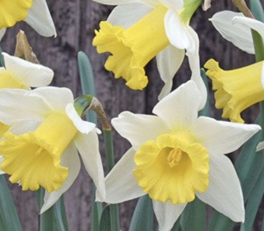 Narcis velkokorunný 'Melyor' - Narcissus Large Cupped 'Melyor'