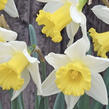 Narcis velkokorunný 'Melyor' - Narcissus Large Cupped 'Melyor'
