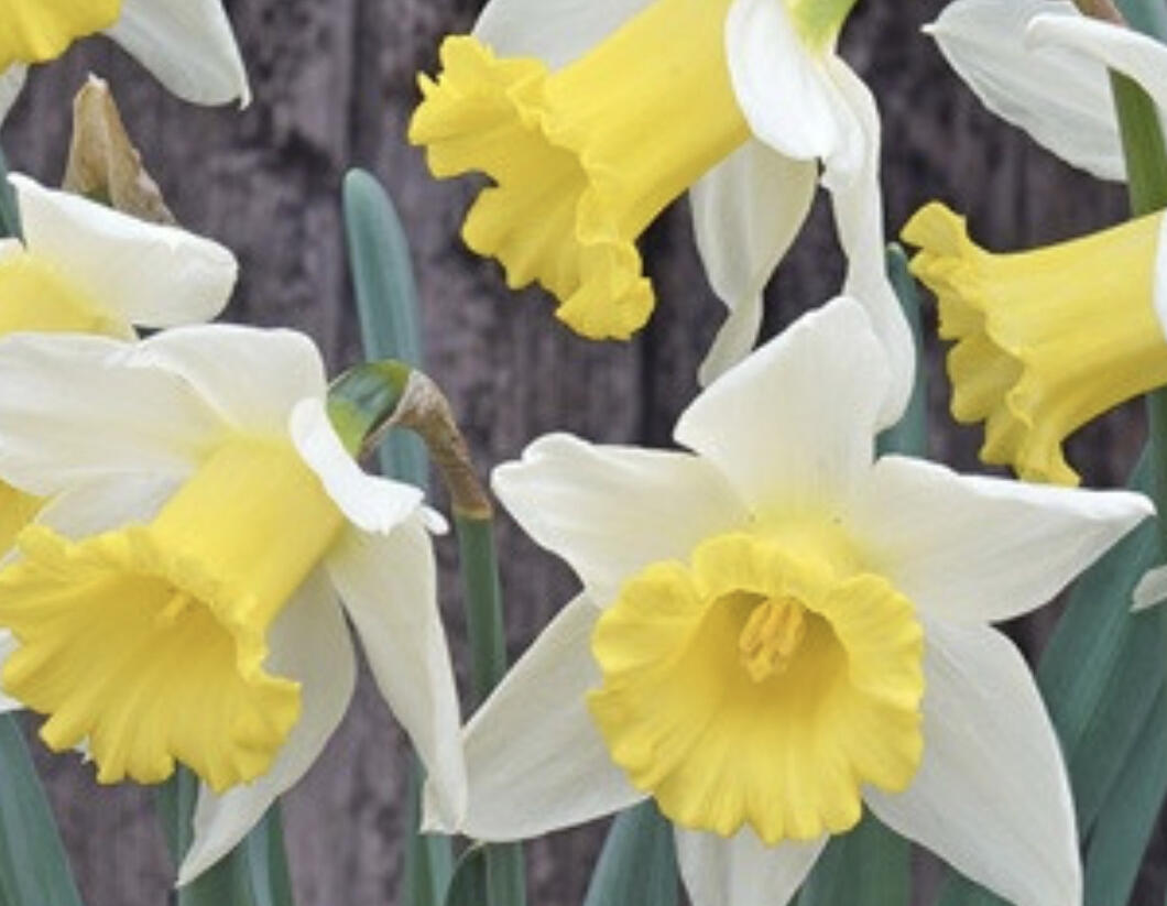 Narcis velkokorunný 'Melyor' - Narcissus Large Cupped 'Melyor'