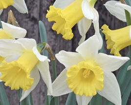 Narcis velkokorunný 'Melyor'