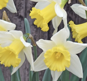Narcis velkokorunný 'Melyor' - Narcissus Large Cupped 'Melyor'