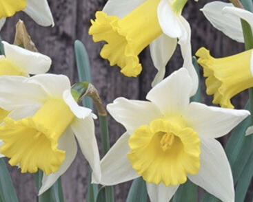 Narcis velkokorunný 'Melyor'