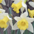 Narcissus Large Cupped 'Melyor'.png