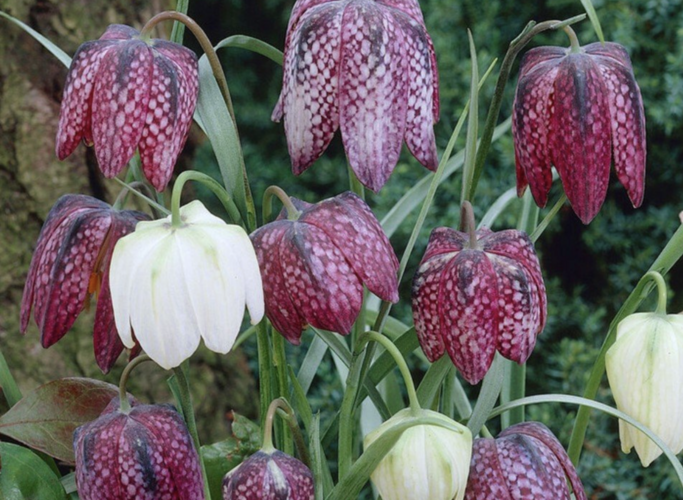 Řebčík kostkovaný 'Mix' - Fritillaria meleagris 'Mix'