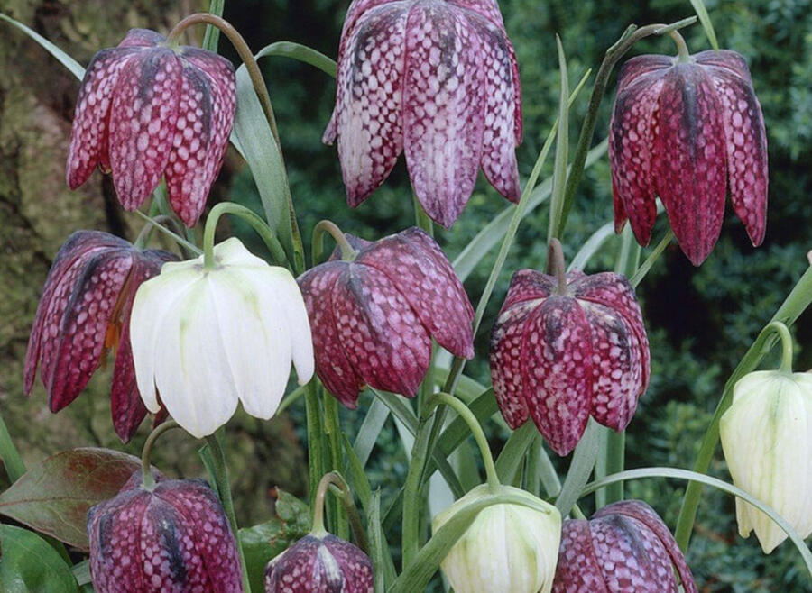 Řebčík kostkovaný 'Mix' - Fritillaria meleagris 'Mix'