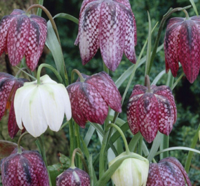 Řebčík kostkovaný 'Mix' - Fritillaria meleagris 'Mix'