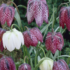 Fritillaria meleagris 'Mix'.png