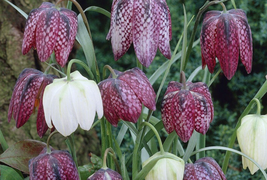 Řebčík kostkovaný 'Mix' - Fritillaria meleagris 'Mix'