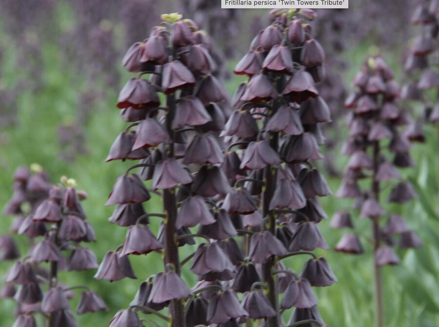 Řebčík perský 'Twin Towrs Tribute' - Fritillaria persica 'Twin Towrs Tribute'