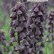 Řebčík perský 'Twin Towrs Tribute' - Fritillaria persica 'Twin Towrs Tribute'