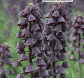 Řebčík perský 'Twin Towrs Tribute' - Fritillaria persica 'Twin Towrs Tribute'