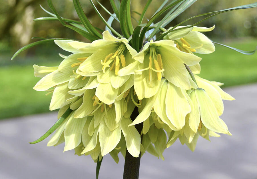 Řebčík raddeana - Fritillaria raddeana