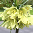 Řebčík raddeana - Fritillaria raddeana